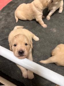 OFA & Genetic certified Golden Retriever Puppies