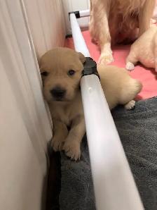 OFA & Genetic certified Golden Retriever Puppies - Photo 2
