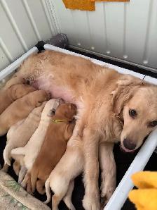 OFA & Genetic certified Golden Retriever Puppies - Photo 3