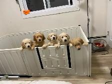 OFA & Genetic certified Golden Retriever Puppies - Photo 4