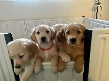 OFA & Genetic certified Golden Retriever Puppies - Photo 5