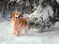 OFA & Genetic certified Golden Retriever Puppies - Photo 6