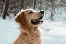 OFA & Genetic certified Golden Retriever Puppies - Photo 7