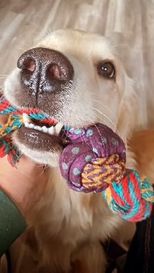 OFA & Genetic certified Golden Retriever Puppies - Photo 8