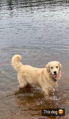 OFA & Genetic certified Golden Retriever Puppies - Photo 10