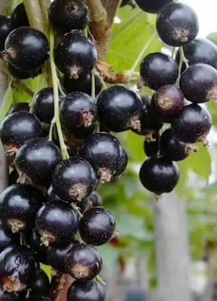 Black Currant Tree Organic plant Guildwood Scarborough