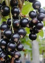 Black Currant Tree Organic plant Guildwood Scarborough