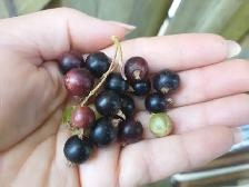 Black Currant Tree Organic plant Guildwood Scarborough - Photo 2