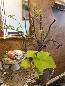 Black Currant Tree Organic plant Guildwood Scarborough - Photo 3