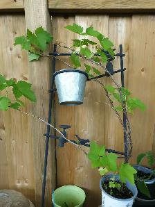 Black Currant Tree Organic plant Guildwood Scarborough - Photo 4