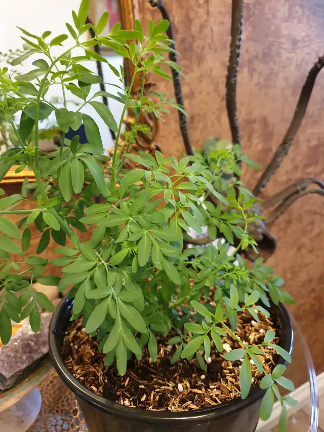 RARE RUE PLANT ORGANIC RUDA
