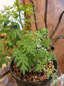 RARE RUE PLANT ORGANIC RUDA