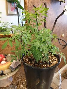 RARE RUE PLANT ORGANIC RUDA - Photo 2