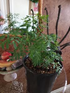 RARE RUE PLANT ORGANIC RUDA - Photo 3