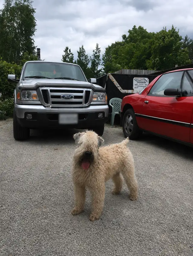 Soft Coated Wheaten Terrier