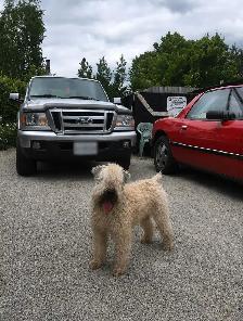 Soft Coated Wheaten Terrier