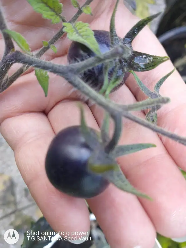 HIGH ANTIOXIDANT LOW ACIDITY BLACK CHERRY TOMATO EASY DIGESTION