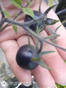 HIGH ANTIOXIDANT LOW ACIDITY BLACK CHERRY TOMATO EASY DIGESTION