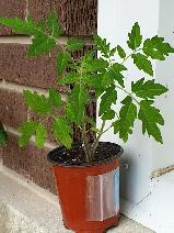 HIGH ANTIOXIDANT LOW ACIDITY BLACK CHERRY TOMATO EASY DIGESTION - Photo 2