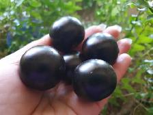 BLACK EMPRESS PURPLE CHERRY TOMATOES PLANT ORGANIC SCARBOROUGH