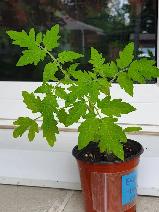 BLACK EMPRESS PURPLE CHERRY TOMATOES PLANT ORGANIC SCARBOROUGH - Photo 2