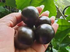 BLACK EMPRESS PURPLE CHERRY TOMATOES PLANT ORGANIC SCARBOROUGH - Photo 3