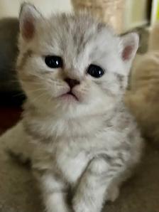 purebred Scottish Fold Kittens