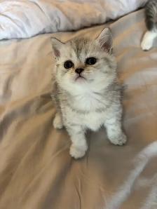 purebred Scottish Fold Kittens - Photo 2
