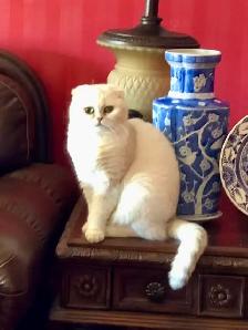 purebred Scottish Fold Kittens - Photo 4