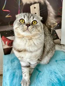 purebred Scottish Fold Kittens - Photo 5