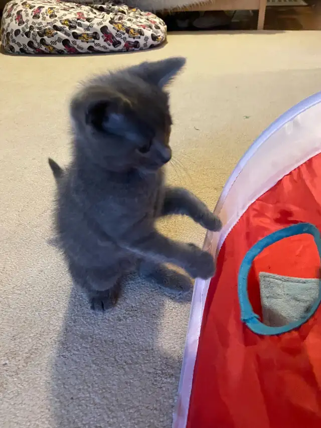 Beautiful grey kitten girls and boy