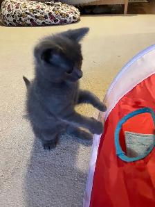 Beautiful grey kitten girls and boy