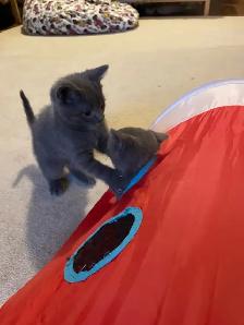 Beautiful grey kitten girls and boy - Photo 2