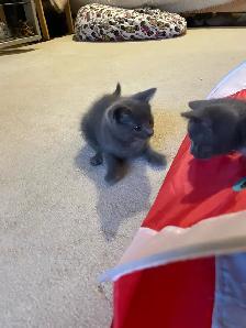 Beautiful grey kitten girls and boy - Photo 3
