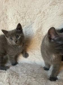 Beautiful grey kitten girls and boy - Photo 5