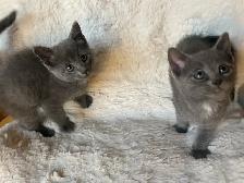 Beautiful grey kitten girls and boy - Photo 6