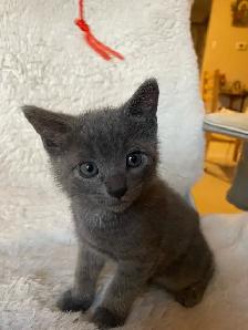 Beautiful grey kitten girls and boy - Photo 7