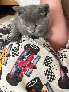 Beautiful grey kitten girls and boy - Photo 9