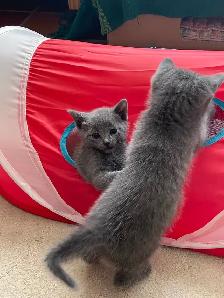 Beautiful grey kitten girls and boy - Photo 10