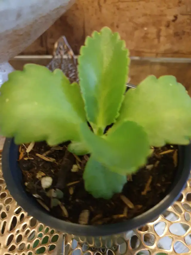 KALANCHOE PLANT GUILDWOOD SCARBOROUGH MALAMADRE