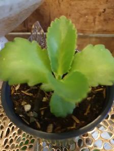 KALANCHOE PLANT GUILDWOOD SCARBOROUGH MALAMADRE