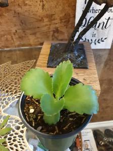 KALANCHOE PLANT GUILDWOOD SCARBOROUGH MALAMADRE - Photo 2