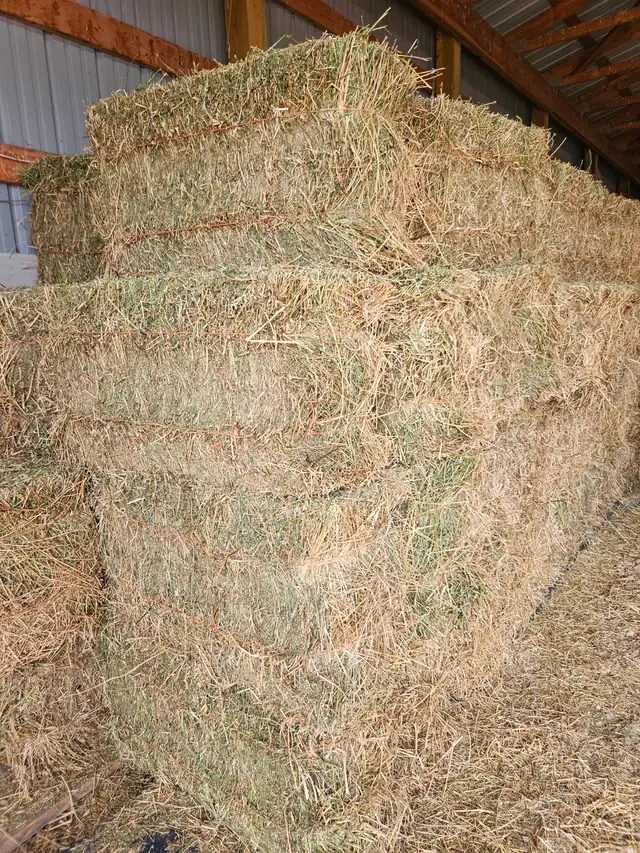 Straight Alfalfa Square Bales
