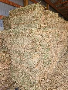 Straight Alfalfa Square Bales