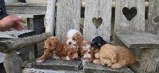 FB1 Cockapoo Puppies