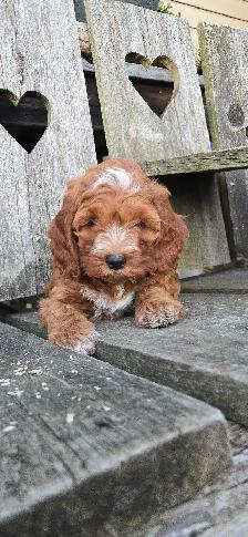 FB1 Cockapoo Puppies - Photo 2