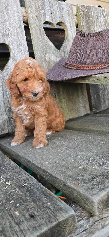 FB1 Cockapoo Puppies - Photo 3