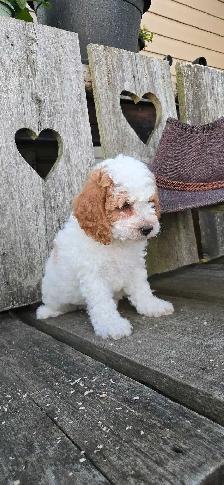 FB1 Cockapoo Puppies - Photo 4