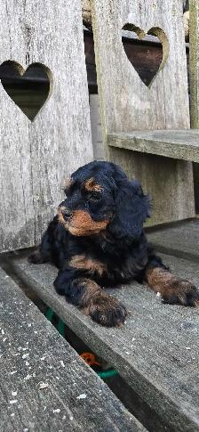 FB1 Cockapoo Puppies - Photo 5