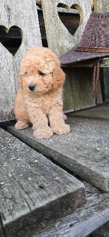 FB1 Cockapoo Puppies - Photo 6